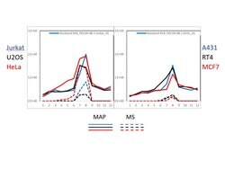 Pdcd4Rabbit anti-Human, Mouse, Rat, Xenopus laevis, Polyclonal, Rockland 100 &mu;g | Buy Online | Rockland Immunochemicals | Fisher Scientific