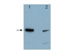 Pdcd4Rabbit anti-Human, Mouse, Rat, Xenopus laevis, Polyclonal, Rockland 100 &mu;g | Buy Online | Rockland Immunochemicals | Fisher Scientific