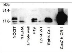Cripto-1 TDGF1 Polyclonal Antibody, Rockland 100 &mu;g; Unconjugated:Antibodies,