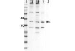 Six3 Polyclonal Antibody, Rockland 25 &mu;L; Unconjugated:Antibodies, Polyclonal