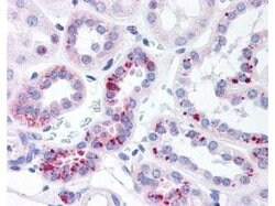 Phospho-Stat5 (Tyr694)Rabbit anti-Human, Mouse, Rat, Polyclonal, Rockland