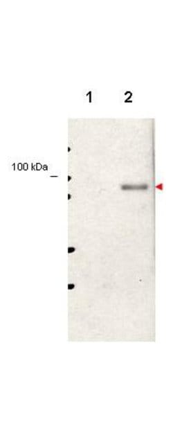 Phospho-Stat5 (Tyr694)Rabbit anti-Human, Mouse, Rat, Polyclonal, Rockland