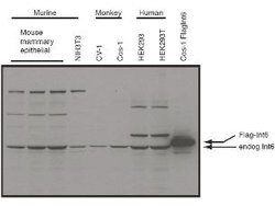 Eif3s6 Int6 Polyclonal Antibody, Rockland 25 &mu;L; Unconjugated:Antibodies,