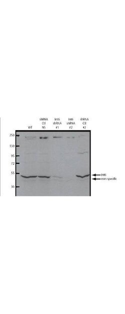 Eif3s6 Int6 Polyclonal Antibody, Rockland 25 &mu;L; Unconjugated:Antibodies,