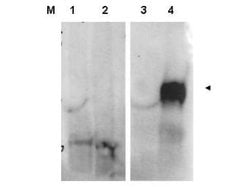 Fibroblast Activation Protein Polyclonal Antibody, Rockland 100 &mu;g;