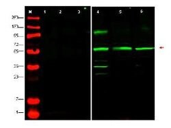 PTEN-P1 Polyclonal Antibody, Rockland:Antibodies:Primary Antibodies