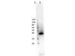 Lac I Polyclonal Antibody, Rockland 100 &mu;g; Unconjugated:Antibodies,