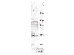 NEDD4 Polyclonal Antibody, Rockland 100 &mu;g; Unconjugated:Antibodies,