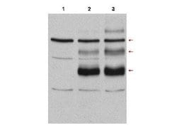 c-Myb Polyclonal Antibody, Rockland 100 &mu;g | Buy Online | Rockland Immunochemicals | Fisher Scientific