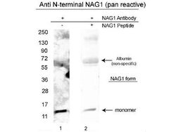 NAG-1 Polyclonal Antibody, Rockland 100 &mu;g; Unconjugated:Antibodies,