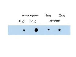 ATDC Polyclonal Antibody, Rockland:Antibodies:Primary Antibodies