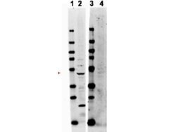 TRAF2 Polyclonal Antibody, Rockland:Antibodies:Primary Antibodies