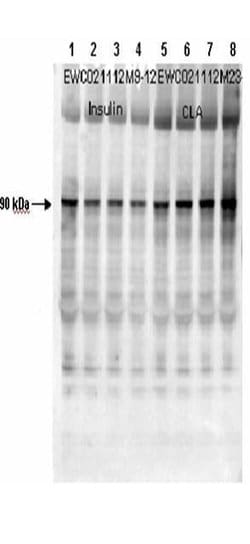 Phospho-Muscle Glycogen Synthase (Ser641) Polyclonal Antibody, Rockland:Antibodies:Primary