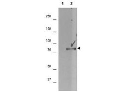 Phospho-p90 RSK1 (Ser732) Polyclonal Antibody, Rockland 100 &mu;g; Unconjugated:Antibodies,