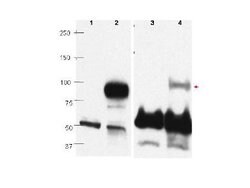 PRDM1 BLIMP1 Polyclonal Antibody, Rockland 100 &mu;g | Buy Online | Rockland Immunochemicals | Fisher Scientific