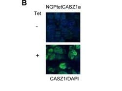 CASZ1 Polyclonal Antibody, Rockland 25 &mu;L; Unconjugated:Antibodies,