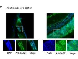 CASZ1 Polyclonal Antibody, Rockland 25 &mu;L; Unconjugated:Antibodies,