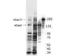 CASZ1 Polyclonal Antibody, Rockland 25 &mu;L; Unconjugated:Antibodies,