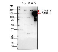 CASZ1 Polyclonal Antibody, Rockland 25 &mu;L; Unconjugated:Antibodies,