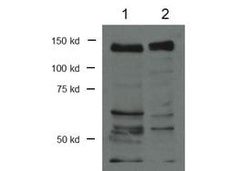 CTCF Polyclonal Antibody, Rockland 25 &mu;L; Unconjugated:Antibodies, Polyclonal