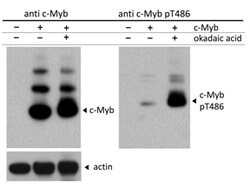 Phospho-C-Myb (Thr486) Polyclonal Antibody, Rockland 100 &mu;g; Unconjugated:Antibodies,