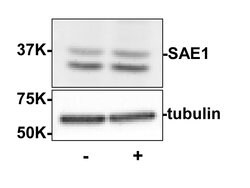 SAE1 Polyclonal Antibody, Rockland:Antibodies:Primary Antibodies