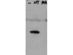 Phospho-HICE1 pS70 (Ser70) Polyclonal Antibody, Rockland:Antibodies:Primary
