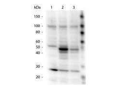 Phospho-HICE1 pS70 (Ser70) Polyclonal Antibody, Rockland:Antibodies:Primary
