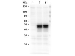 HICE1 Polyclonal Antibody, Rockland 25 &mu;L; Unconjugated:Antibodies,