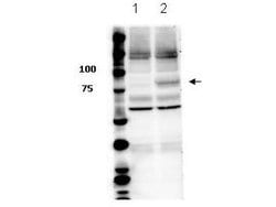 Phospho-STAT3 (Tyr705) Polyclonal Antibody, Rockland 25 &mu;L; Unconjugated:Antibodies,