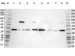 POLB Polyclonal Antibody, Rockland 25 &mu;L; Unconjugated:Antibodies, Polyclonal