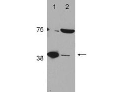 POLB Polyclonal Antibody, Rockland 25 &mu;L; Unconjugated:Antibodies, Polyclonal