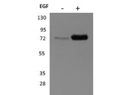 p90 RSK1 Polyclonal Antibody, Rockland 25 &mu;L; Unconjugated:Antibodies,