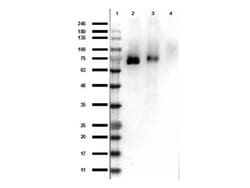 Phospho-RON (Tyr1353) Polyclonal Antibody, Rockland:Antibodies:Primary