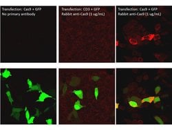 Cas 9 Polyclonal Antibody, Rockland 100 &mu;g; Unconjugated:Antibodies,