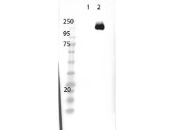 Cas 9 Polyclonal Antibody, Rockland 100 &mu;g; Unconjugated:Antibodies,