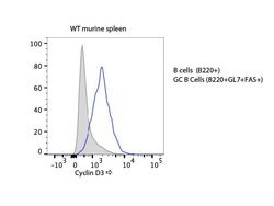 Cyclin D3 Polyclonal Antibody, Rockland:Antibodies:Primary Antibodies