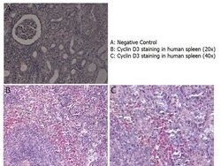 Cyclin D3 Polyclonal Antibody, Rockland:Antibodies:Primary Antibodies