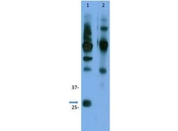 Cyclin D3 Polyclonal Antibody, Rockland:Antibodies:Primary Antibodies