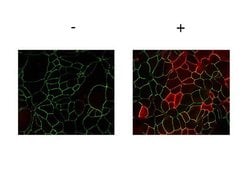 Phospho-JAM A (Tyr280) Polyclonal Antibody, Rockland:Antibodies:Primary
