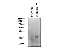 Phospho-JAM A (Tyr280) Polyclonal Antibody, Rockland:Antibodies:Primary