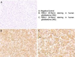 MEK2 N-Term Polyclonal Antibody, Rockland 100 &mu;g; Unconjugated:Antibodies,