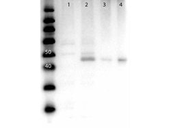 MEK2 N-Term Polyclonal Antibody, Rockland 100 &mu;g; Unconjugated:Antibodies,