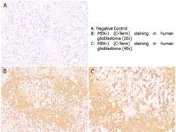 MEK1 C-Term Polyclonal Antibody, Rockland 25 &mu;L; Unconjugated:Antibodies,
