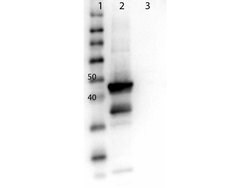 MEK1 C-Term Polyclonal Antibody, Rockland 25 &mu;L; Unconjugated:Antibodies,