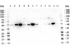 MEK1 C-Term Polyclonal Antibody, Rockland 25 &mu;L; Unconjugated:Antibodies,