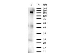 Orf2 Polyclonal Antibody, Rockland 25 &mu;L; Unconjugated:Antibodies, Polyclonal