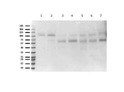 Abi1 Polyclonal Antibody, Rockland:Antibodies:Primary Antibodies