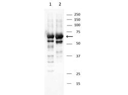 Abi1 Polyclonal Antibody, Rockland:Antibodies:Primary Antibodies