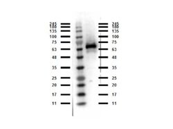 Abi1 Polyclonal Antibody, Rockland:Antibodies:Primary Antibodies